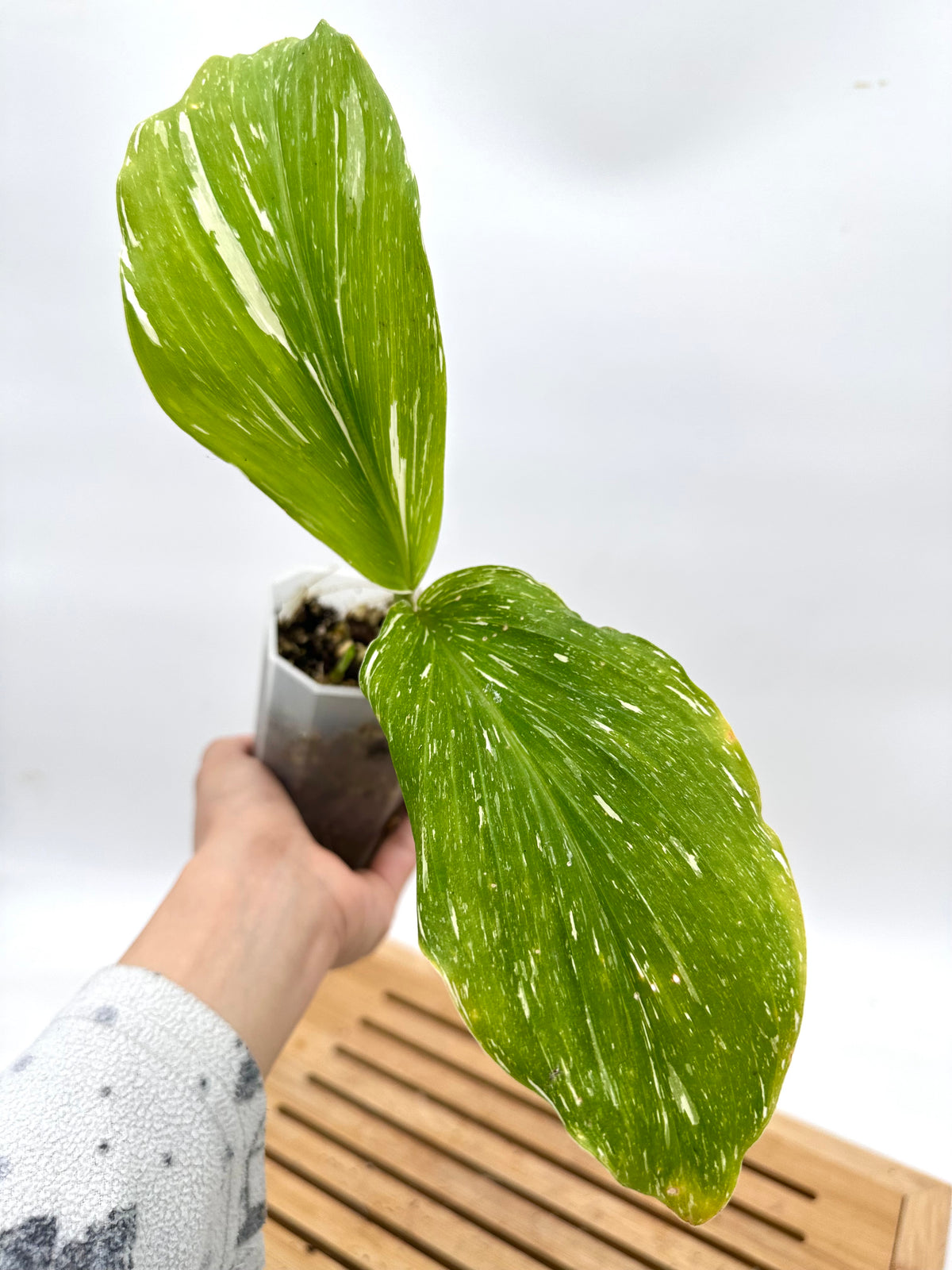 Kaempferia ‘Thai Constellation’ Variegated