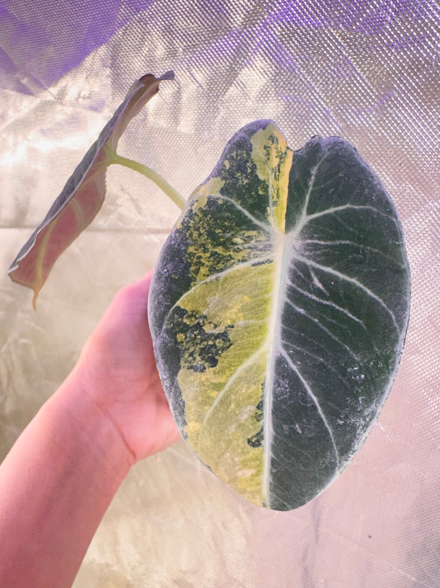 Alocasia Black Velvet Gold Variegated