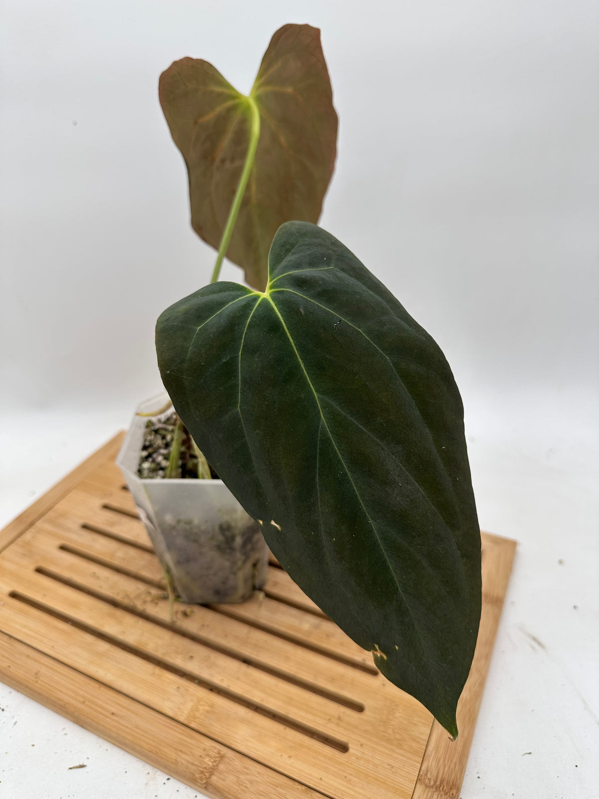 Anthurium Dark Phoenix x Fosterman