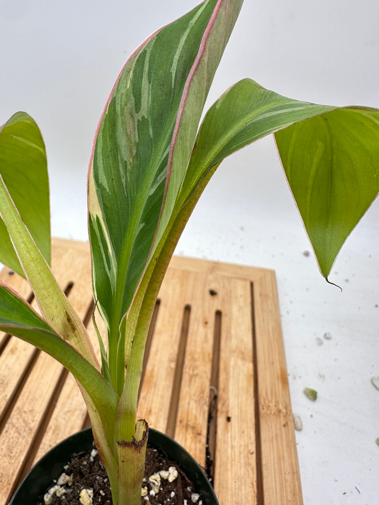 Musa Banana Nono (Pink Variegated)