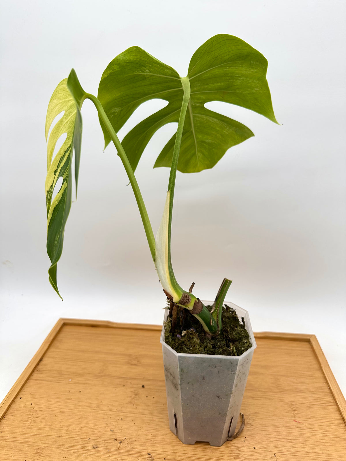Monstera Jungle Mint Variegated