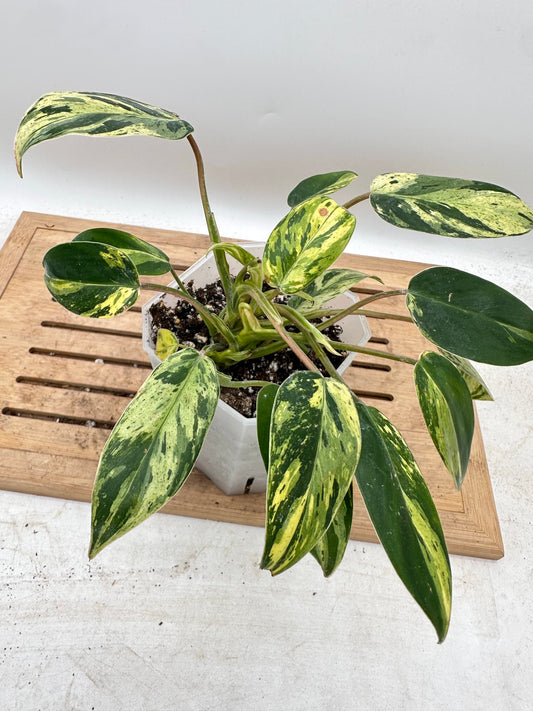 Philodendron Ice Emerald Queen - Multiple Growths