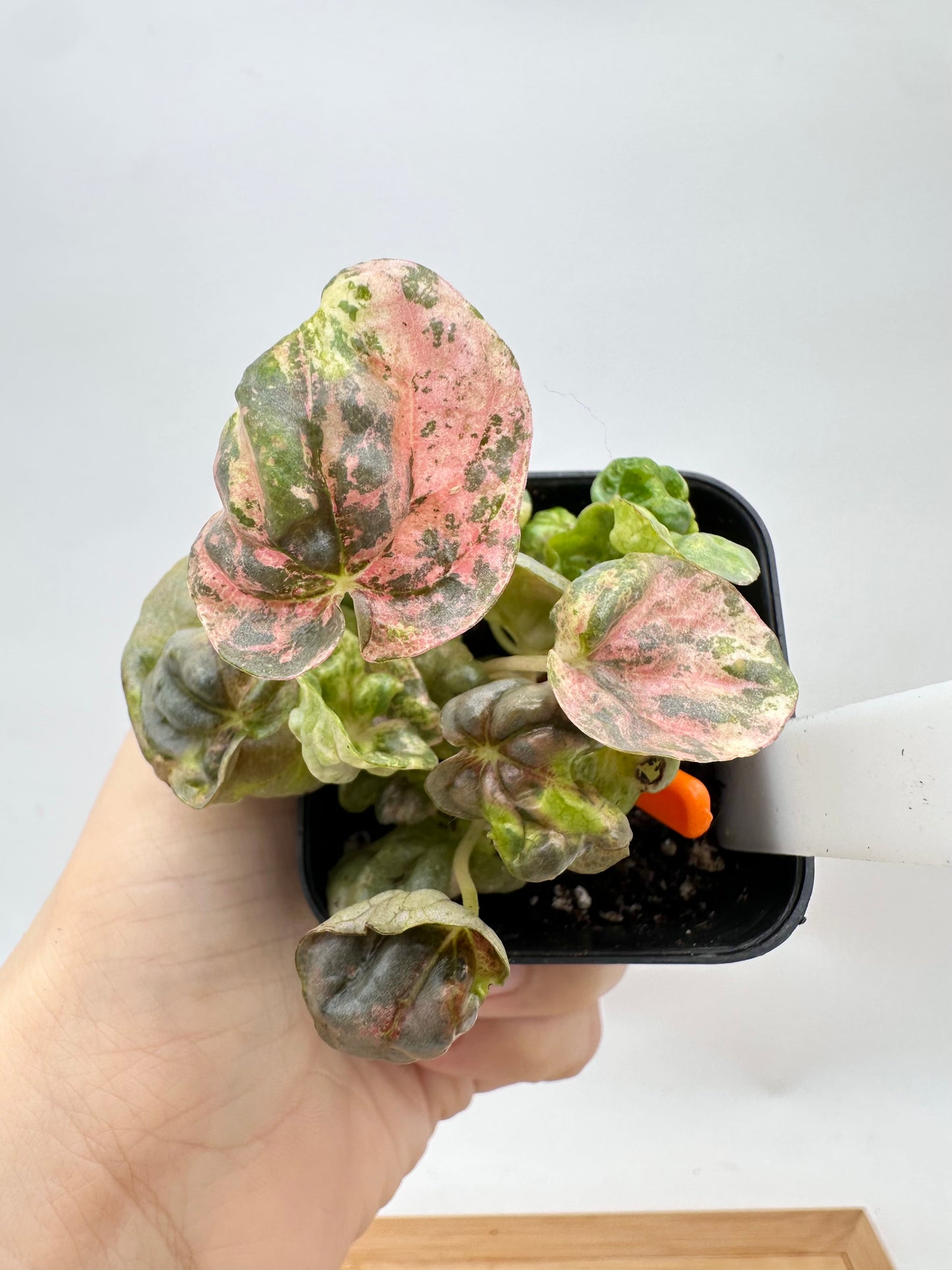 Peperomia ‘Pink Lady’