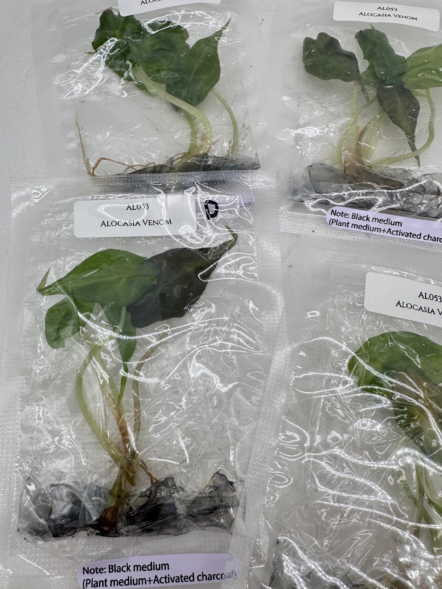 Tissue Culture - Alocasia Venom