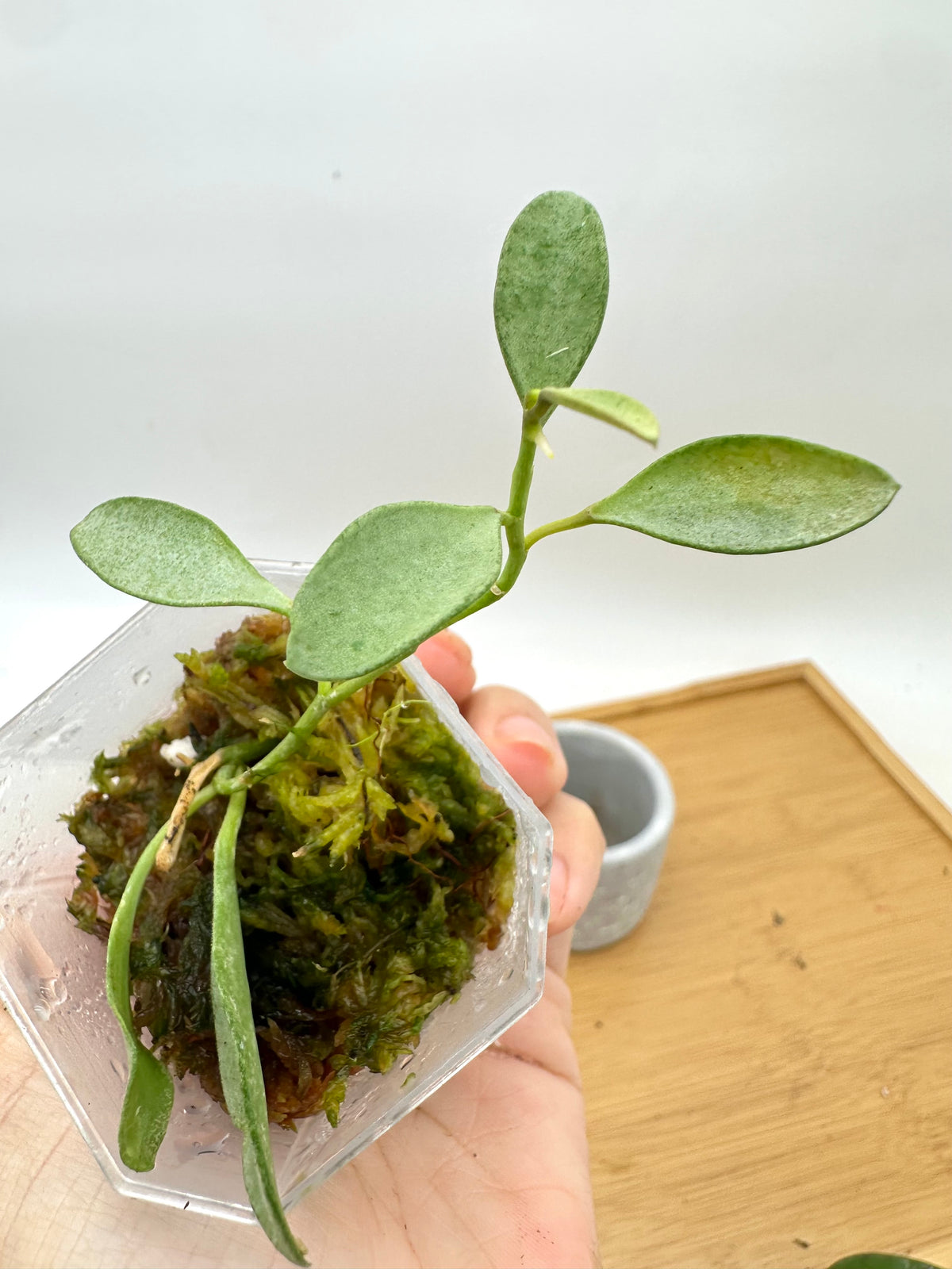 Hoya Nummularioides Silver