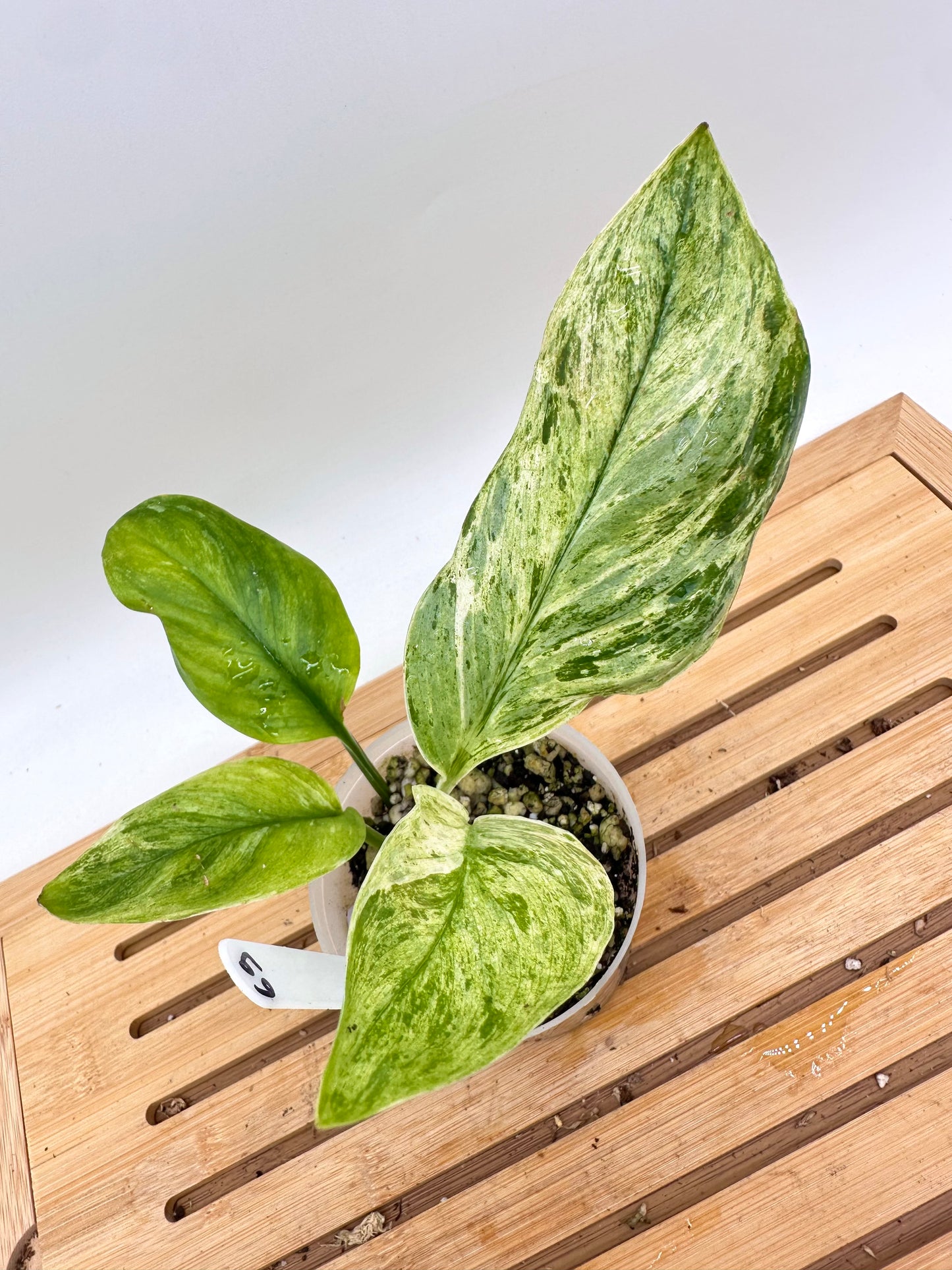 Scindapsus Treubii Moonlight Mint Variegated