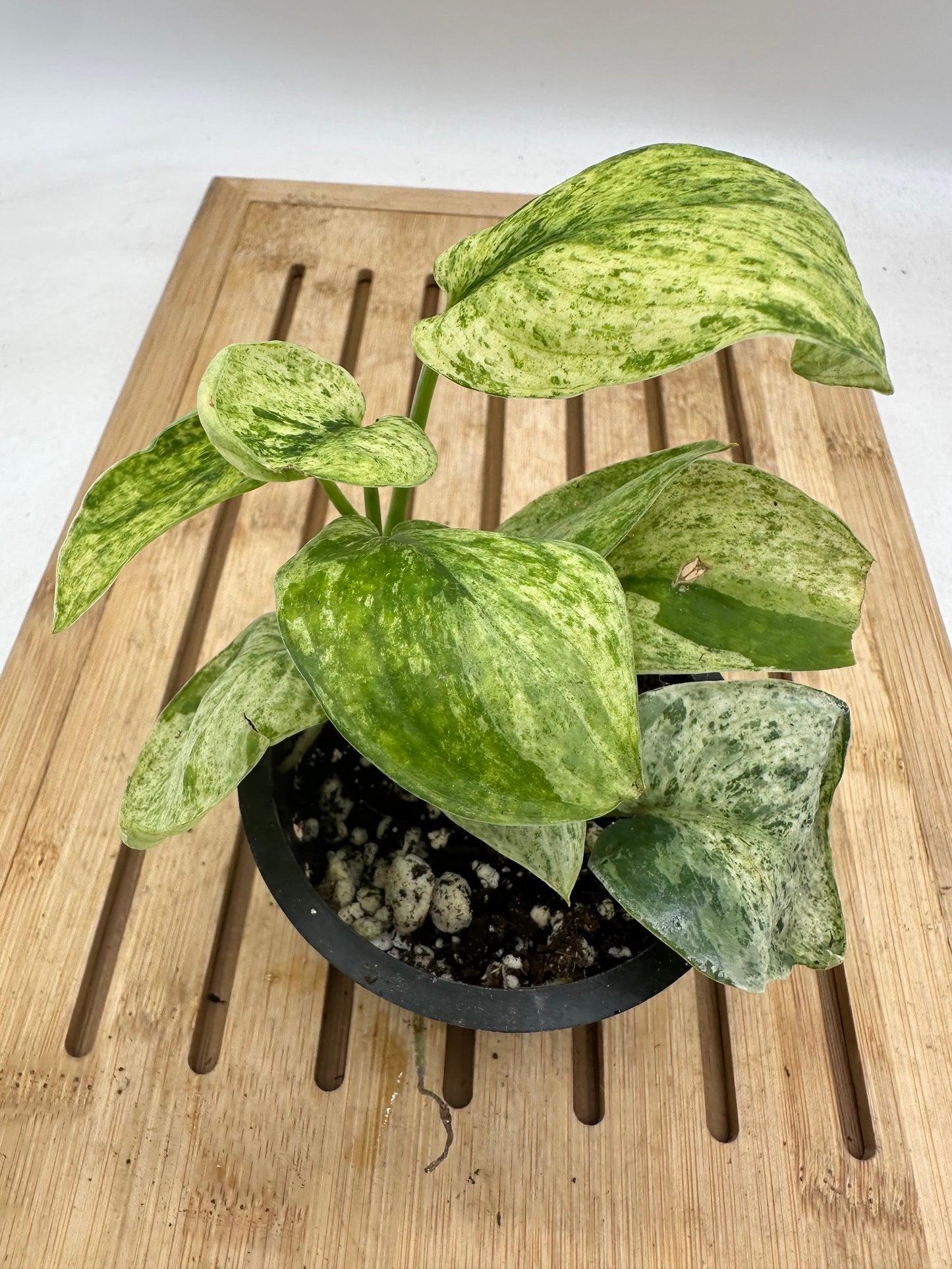 Scindapsus Marble Queen