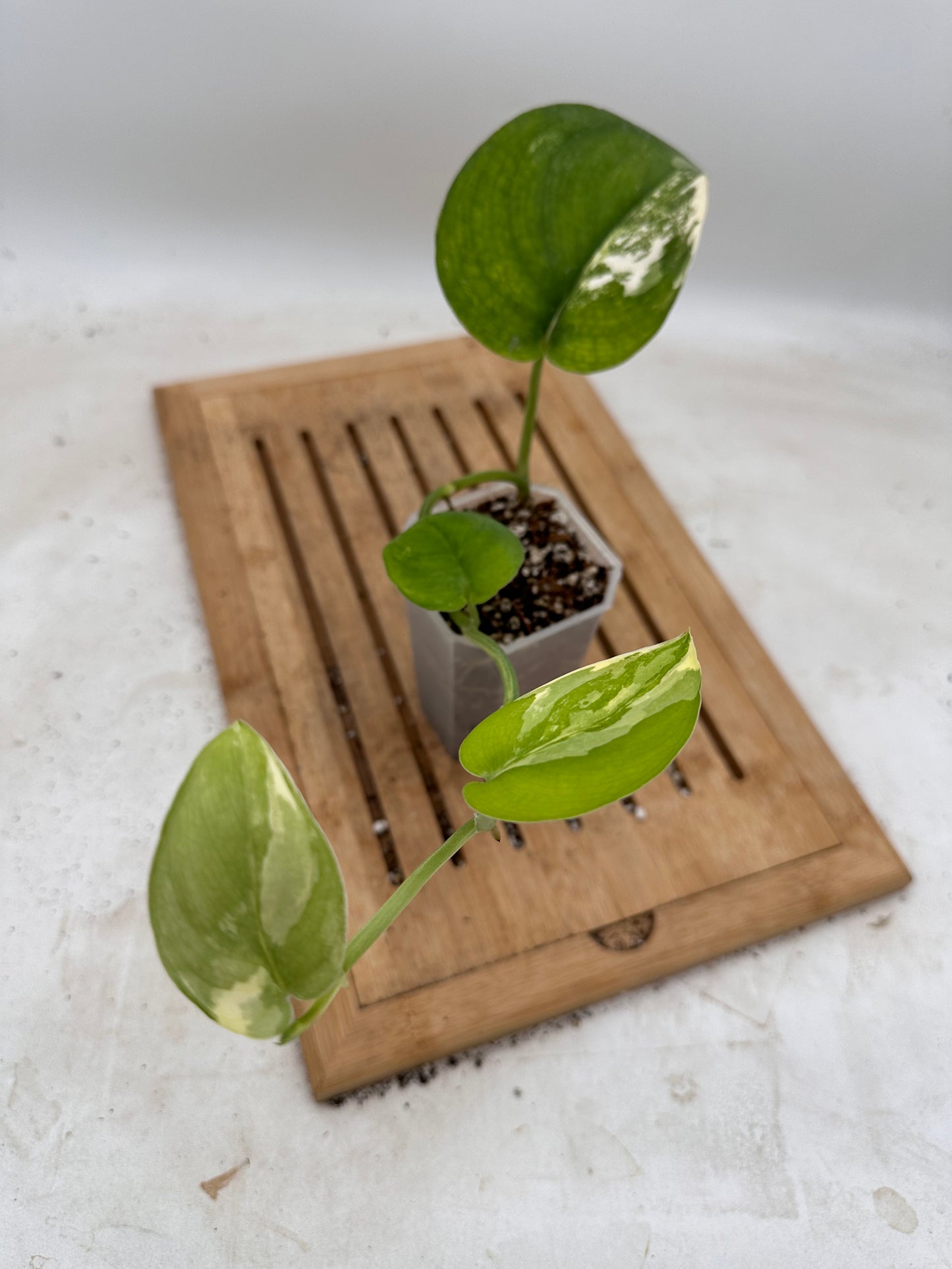 Scindapsus Jade Satin Albo (White Variegation)