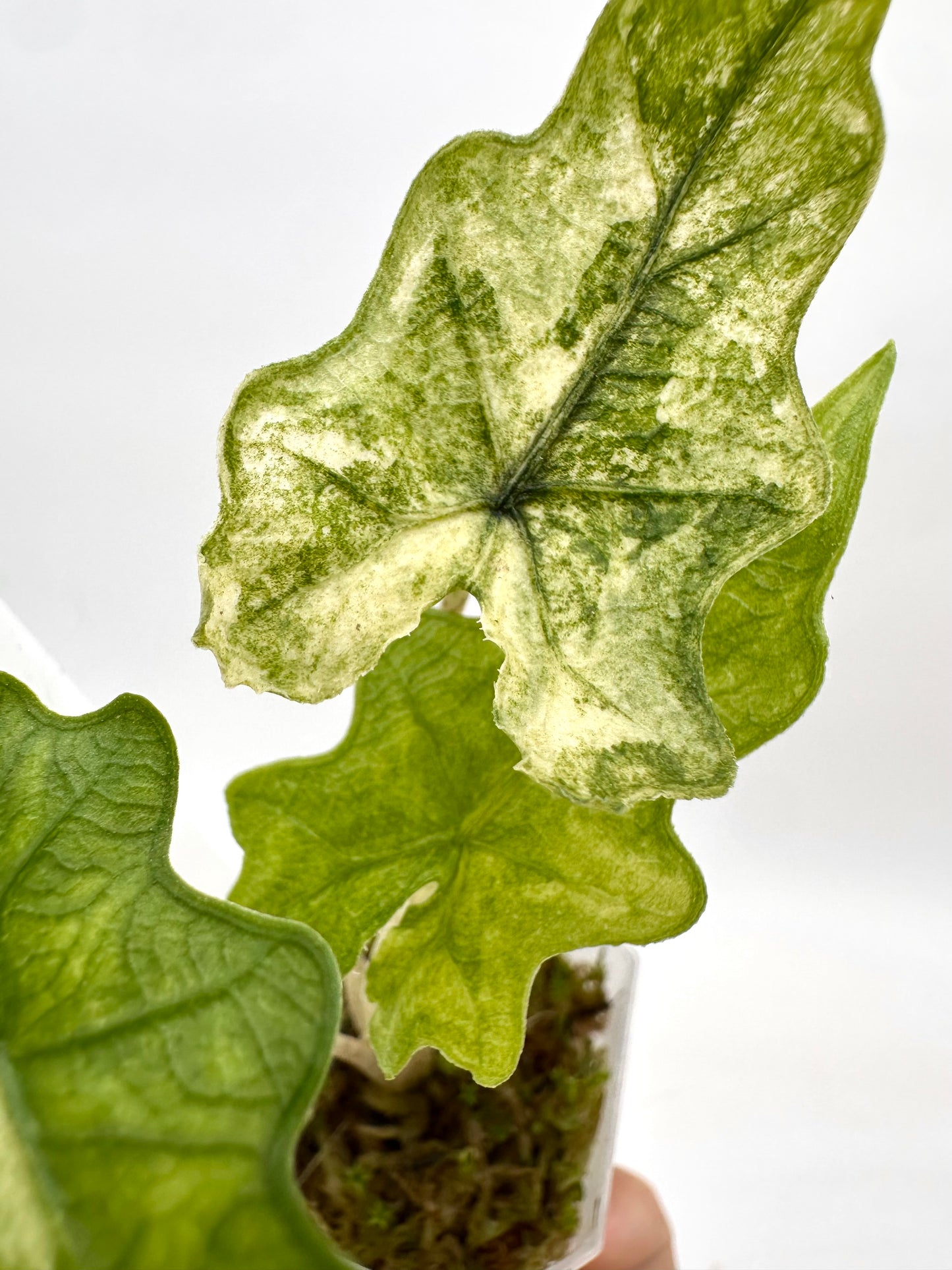 Alocasia Jacklyn Mystic Variegated 066