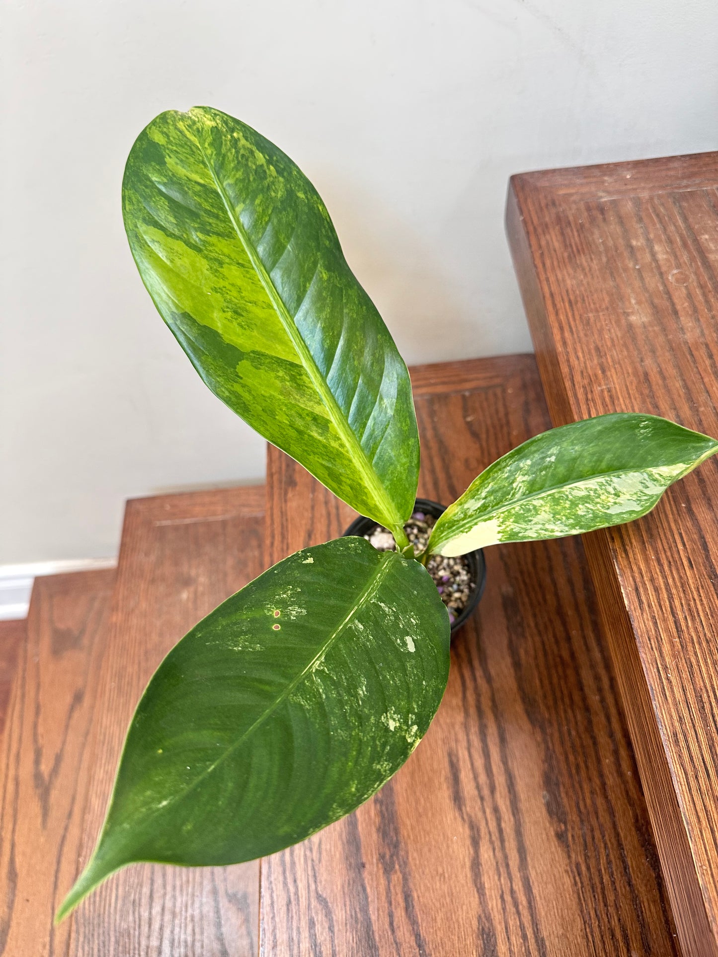 Dieffenbachia ‘Big Ben’ Variegated