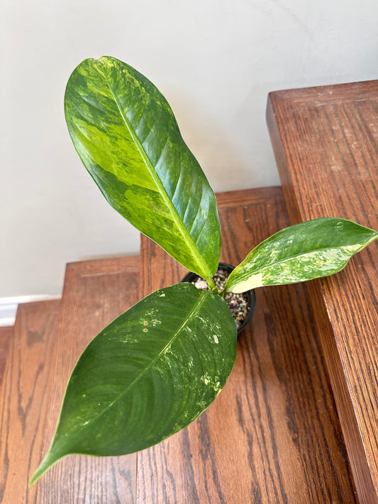 Dieffenbachia ‘Big Ben’ Variegated