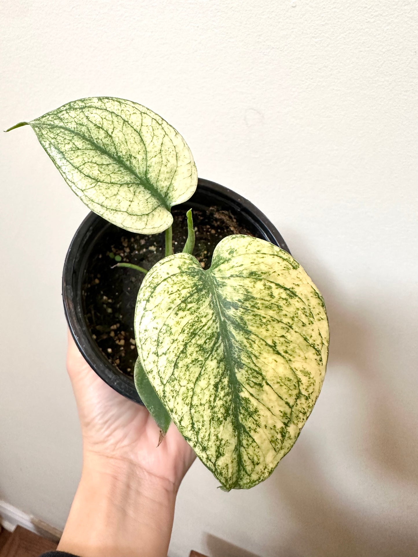 Monstera Mint