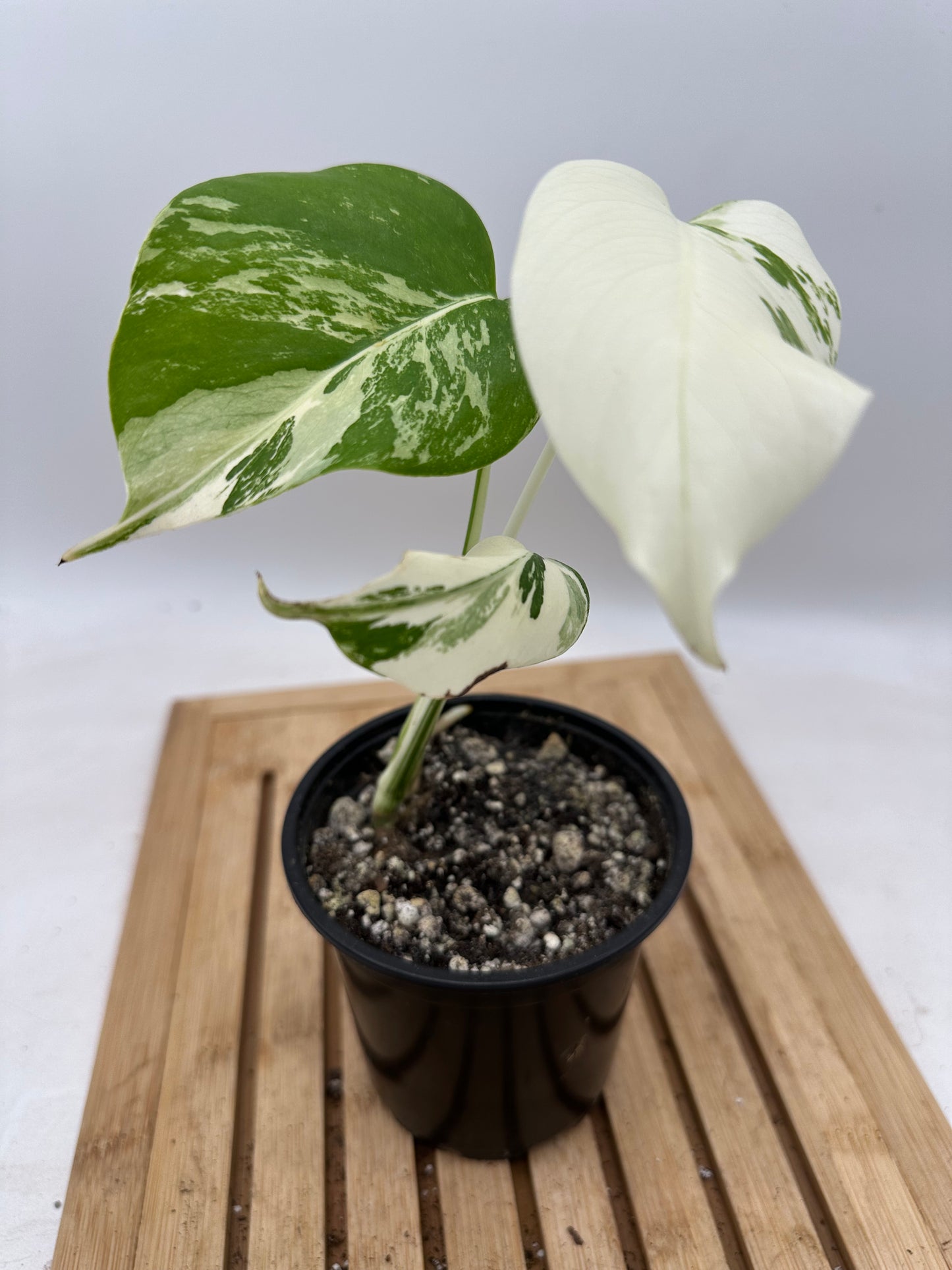 Monstera Albo