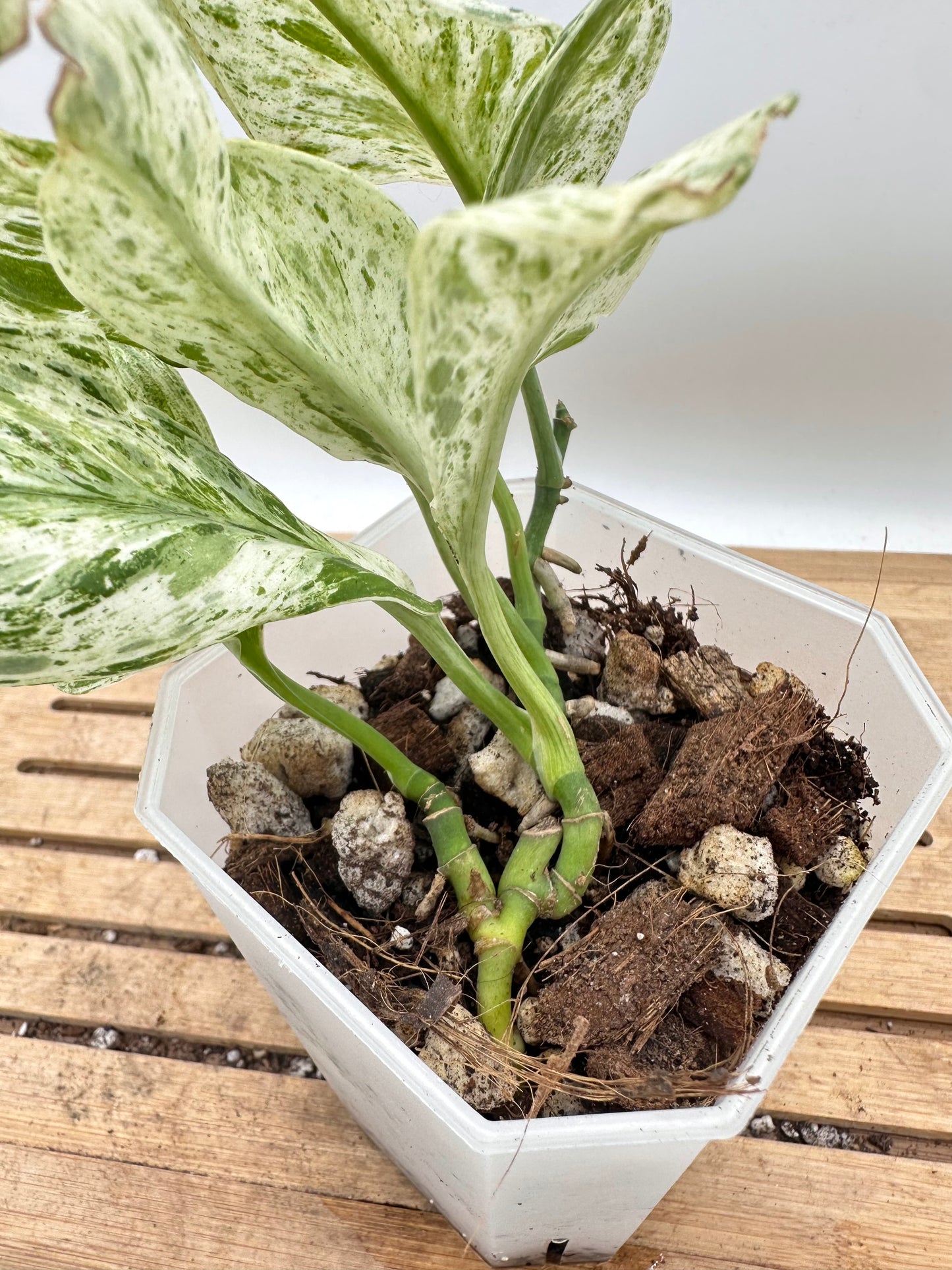 Scindapsus Treubii Marble White Variegated - Clearance Sale 💚