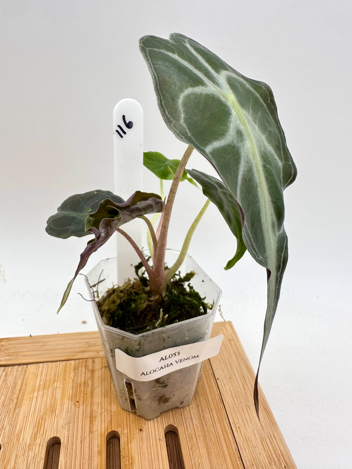 Alocasia Venom