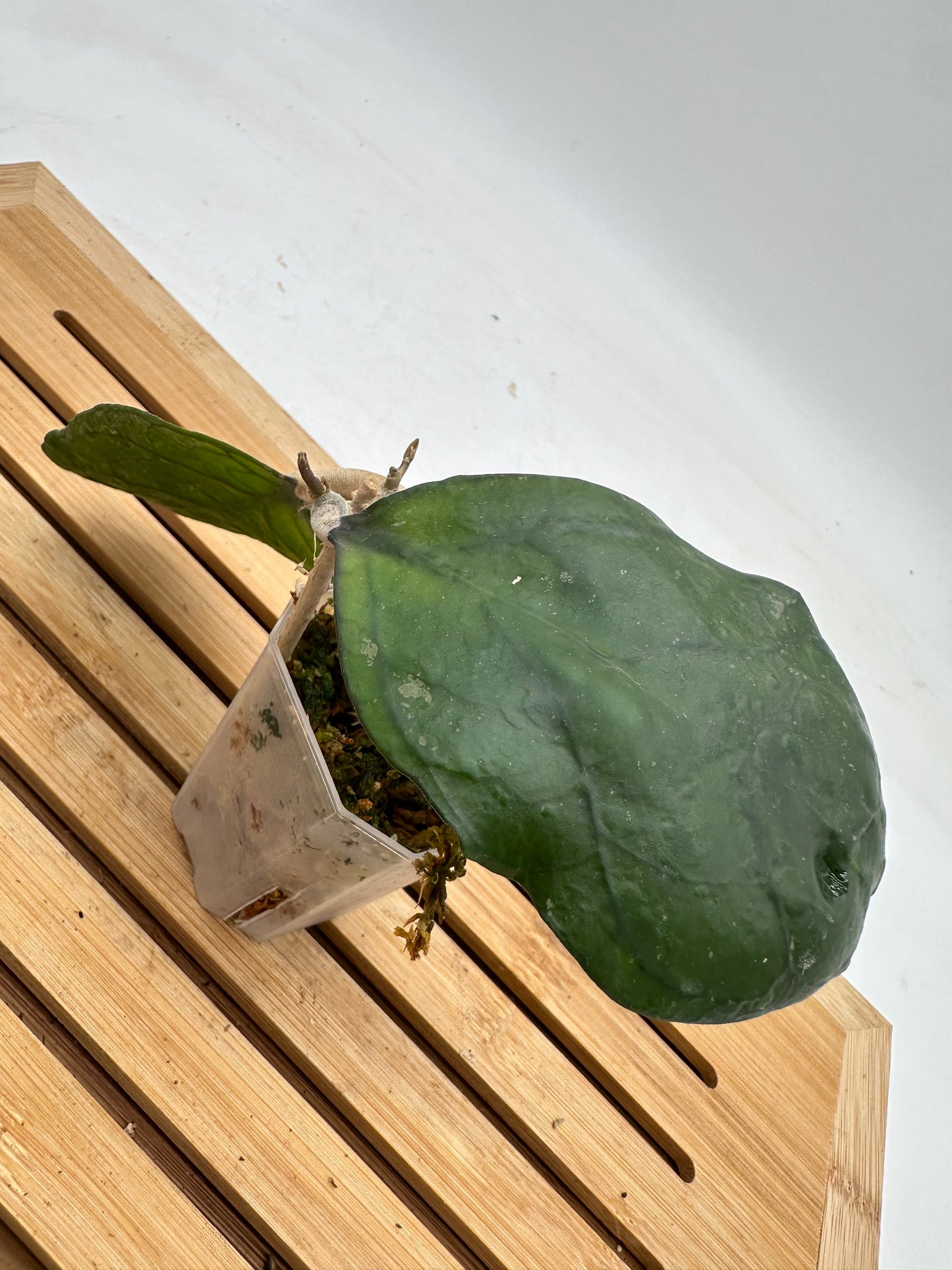 Hoya Ricardo