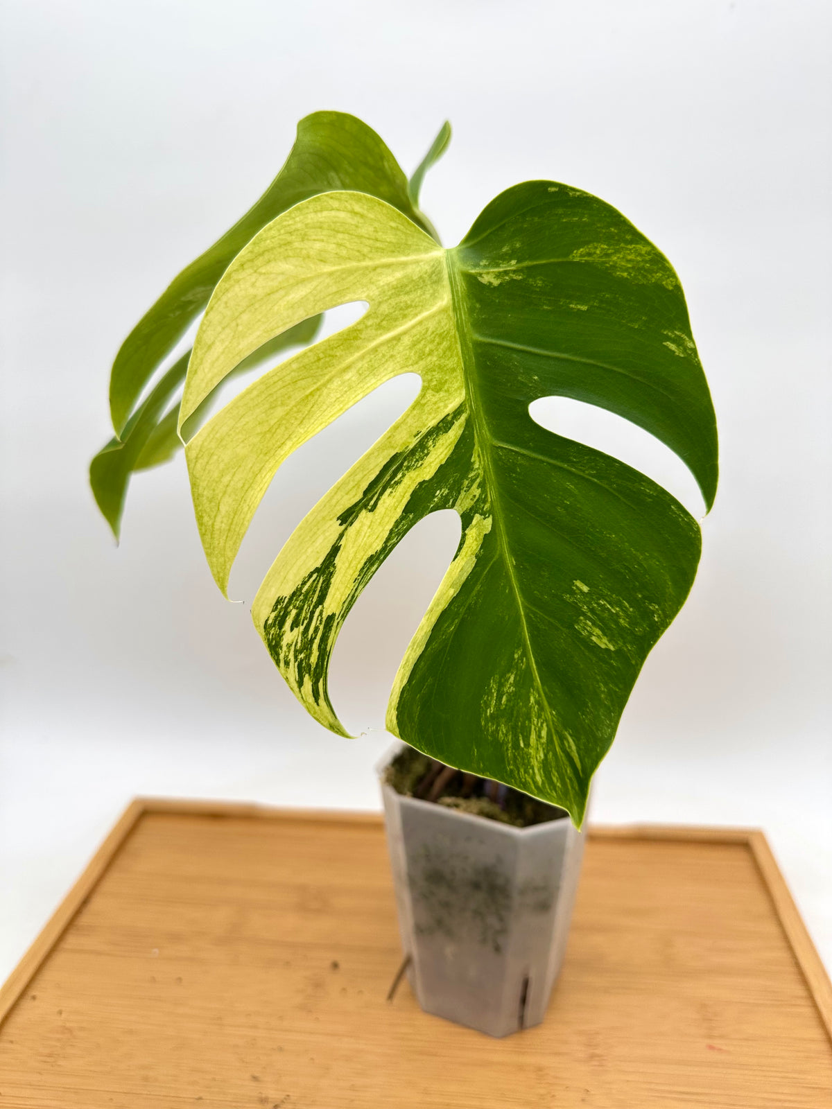 Monstera Jungle Mint Variegated