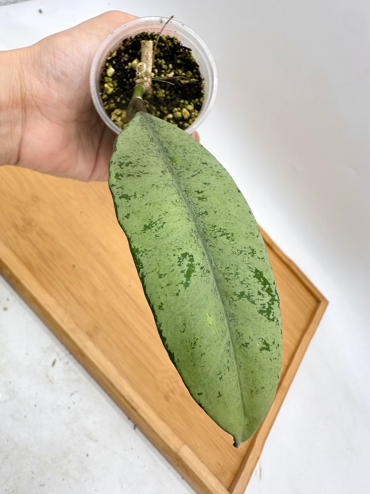 Hoya Griffithii Silver