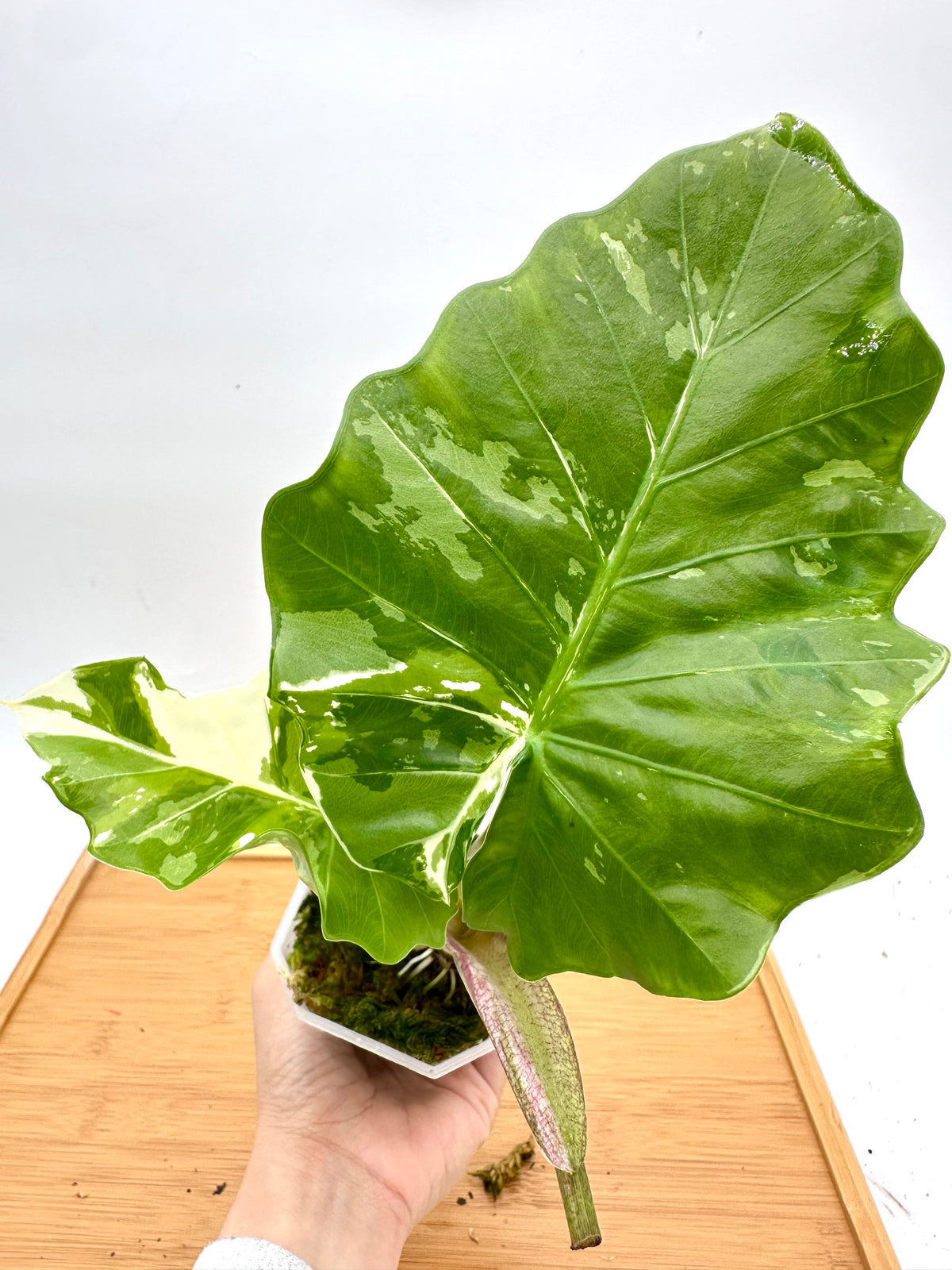 Alocasia Low Rider Albo Variegated
