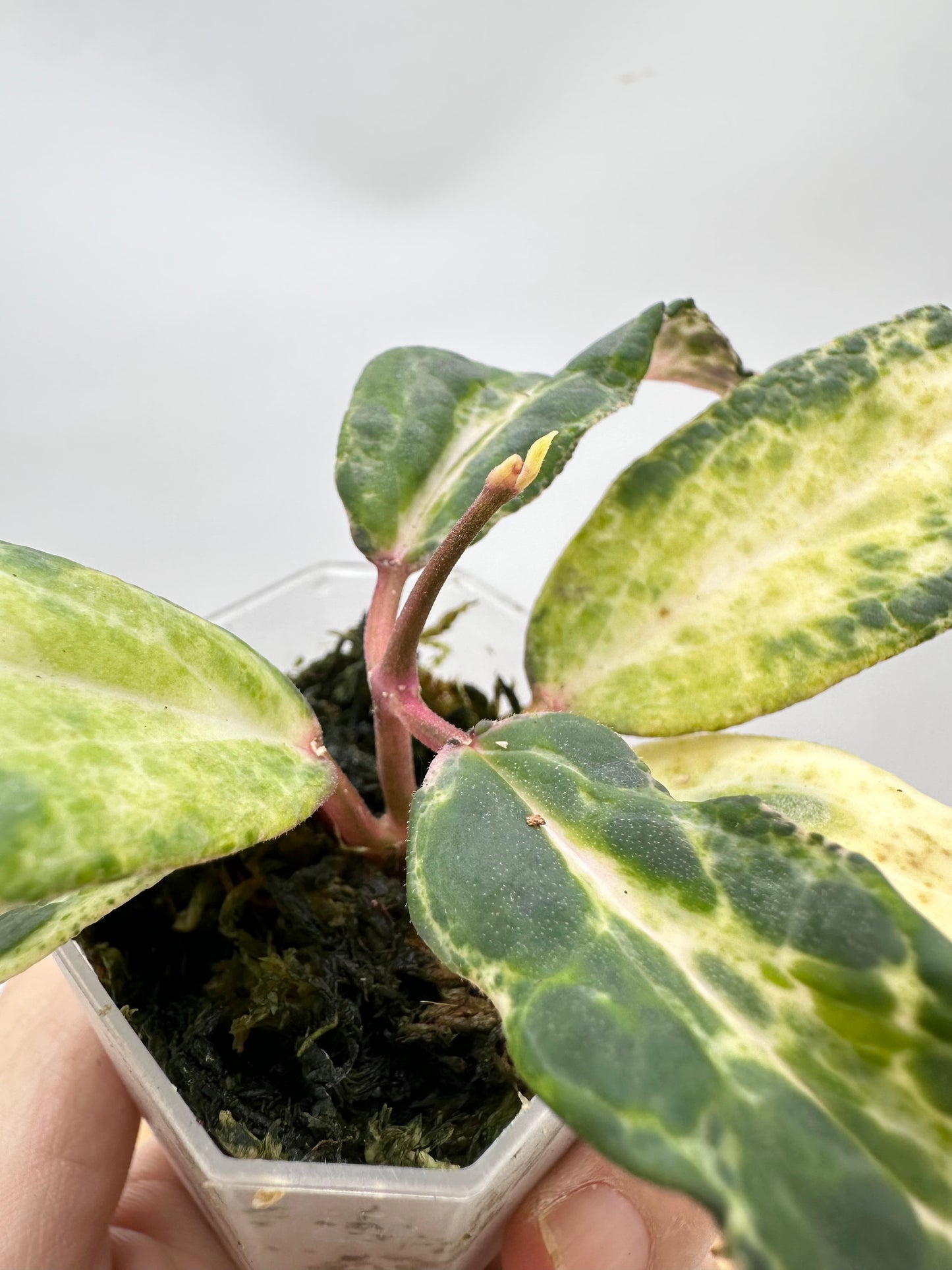 Hoya Swiffer’s Nightmare - 2 Growths