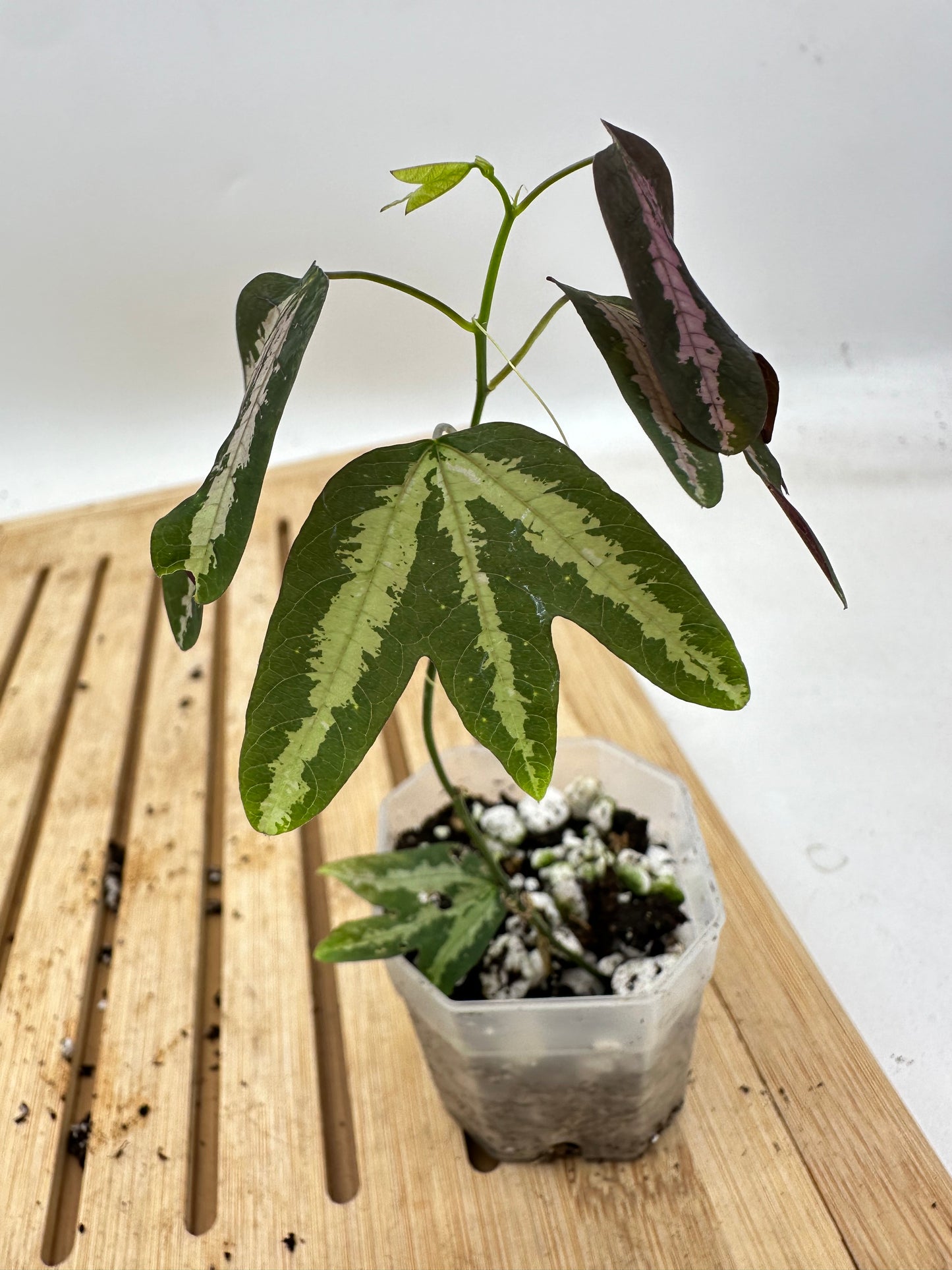 Passiflora Trifasciata (Purple)