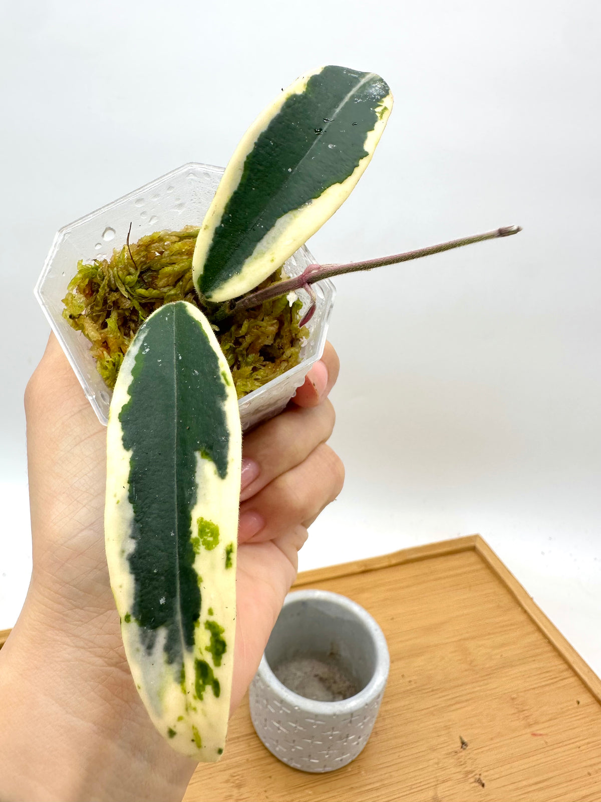 Hoya Lyi Prism Variegated