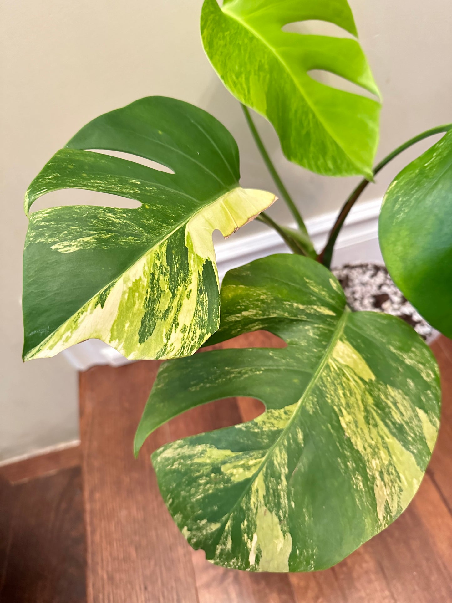 Monstera Aurea