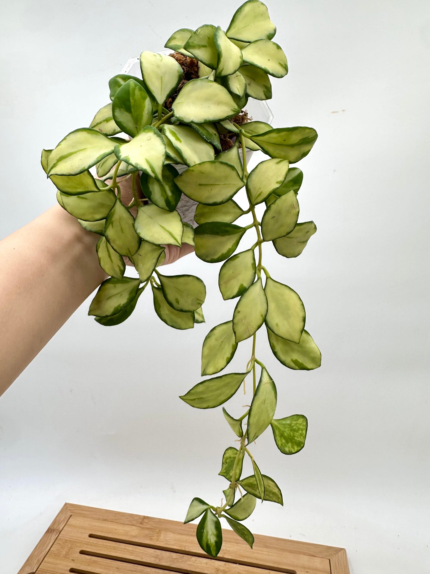 Hoya Heuschkeliana Inner Variegated - Multiple Growths