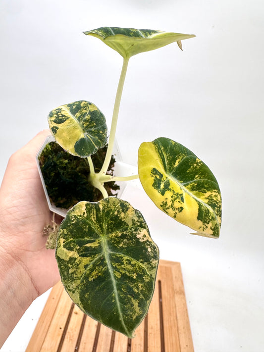 Alocasia Black Velvet Gold Variegated