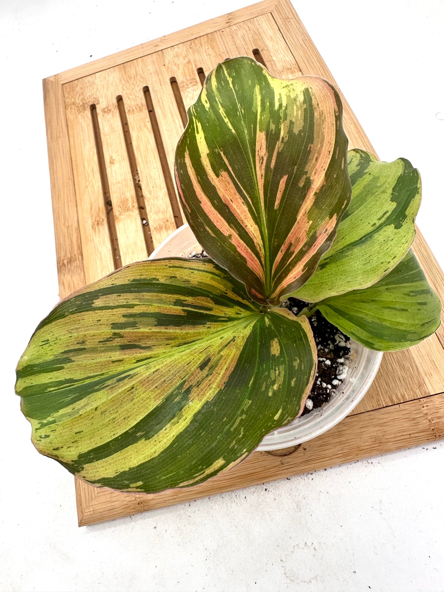 Thanksgiving Sales - Variegated Kaempferia