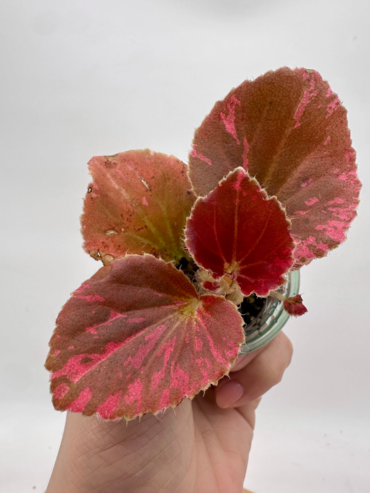 Begonia Semperflorens Red Variegated A - Multiple Growths