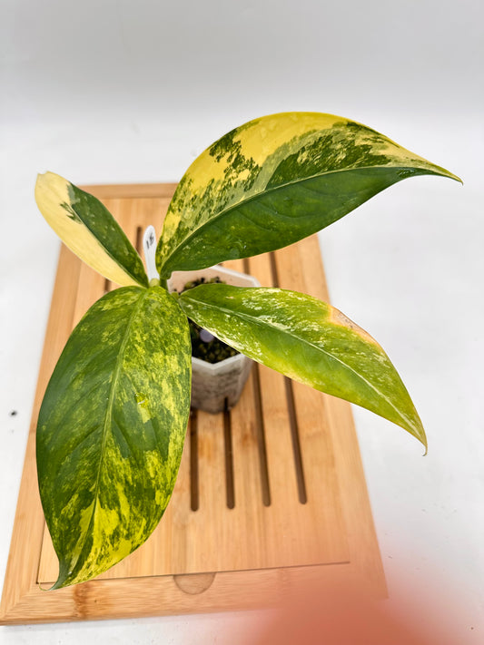 Dieffenbachia Big Ben Variegated 015