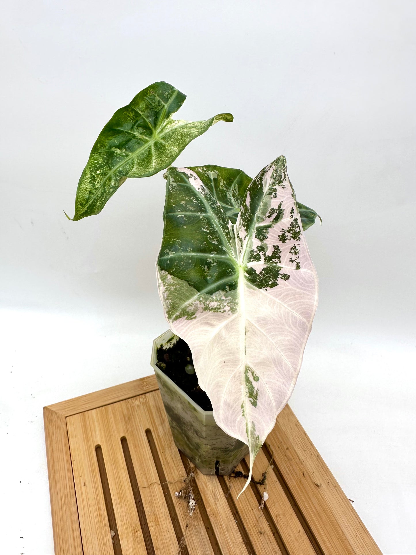 Alocasia Pink Dragon Albo Pink Variegated Corm
