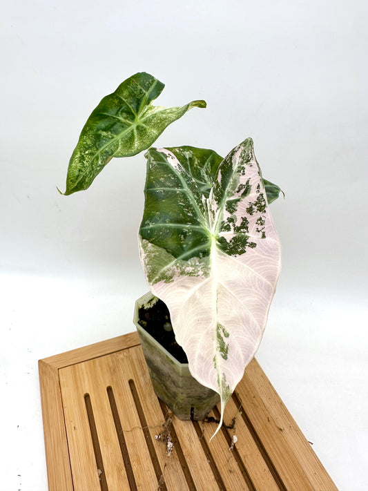 Alocasia Pink Dragon Albo Pink Variegated Corm