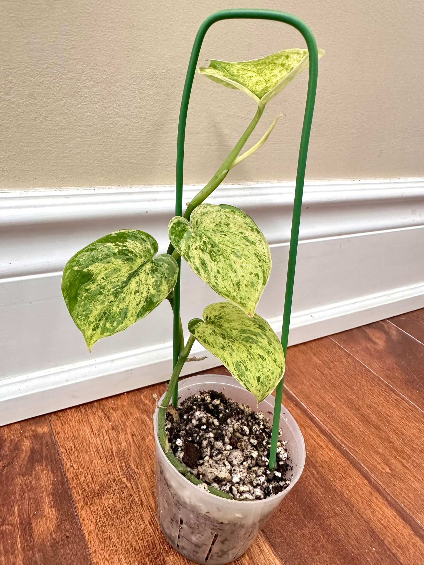 Scindapsus Halimoon