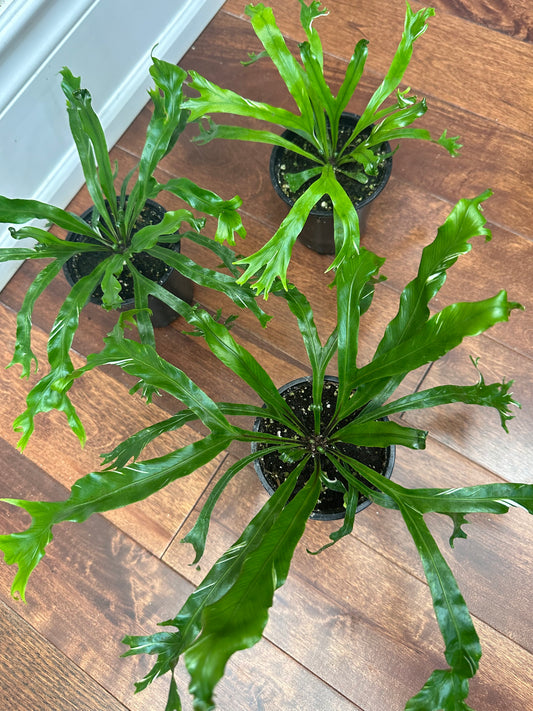 Variegated Bird’s Nest Fern - Thanksgiving Sale 💚