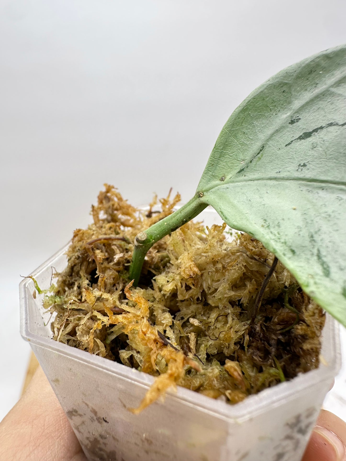 Hoya Coriacea Silver