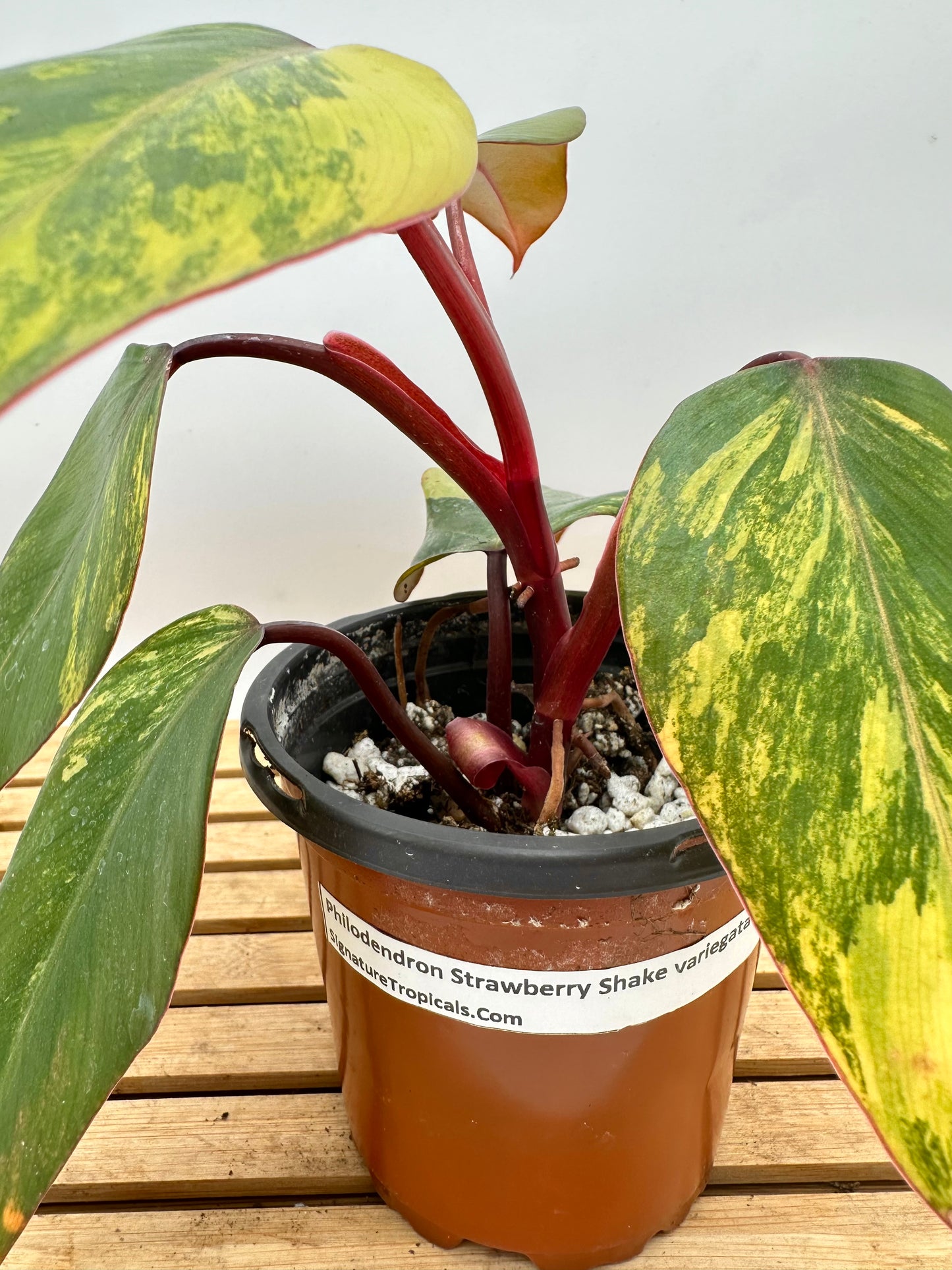 Philodendron Strawberry Shake Variegated