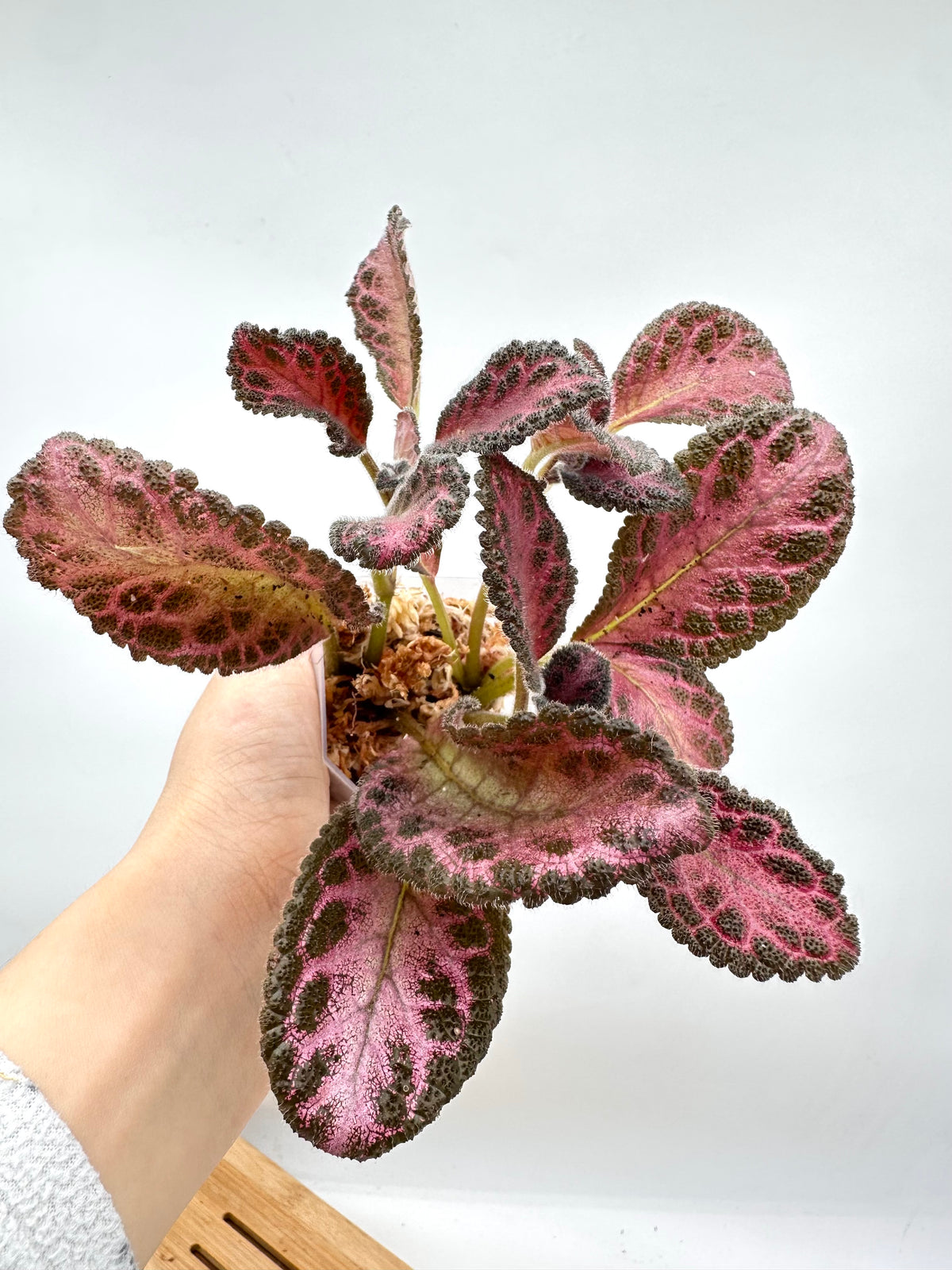 Episcia ‘Pink Acajou’ - Multiple Plants in Each Pot