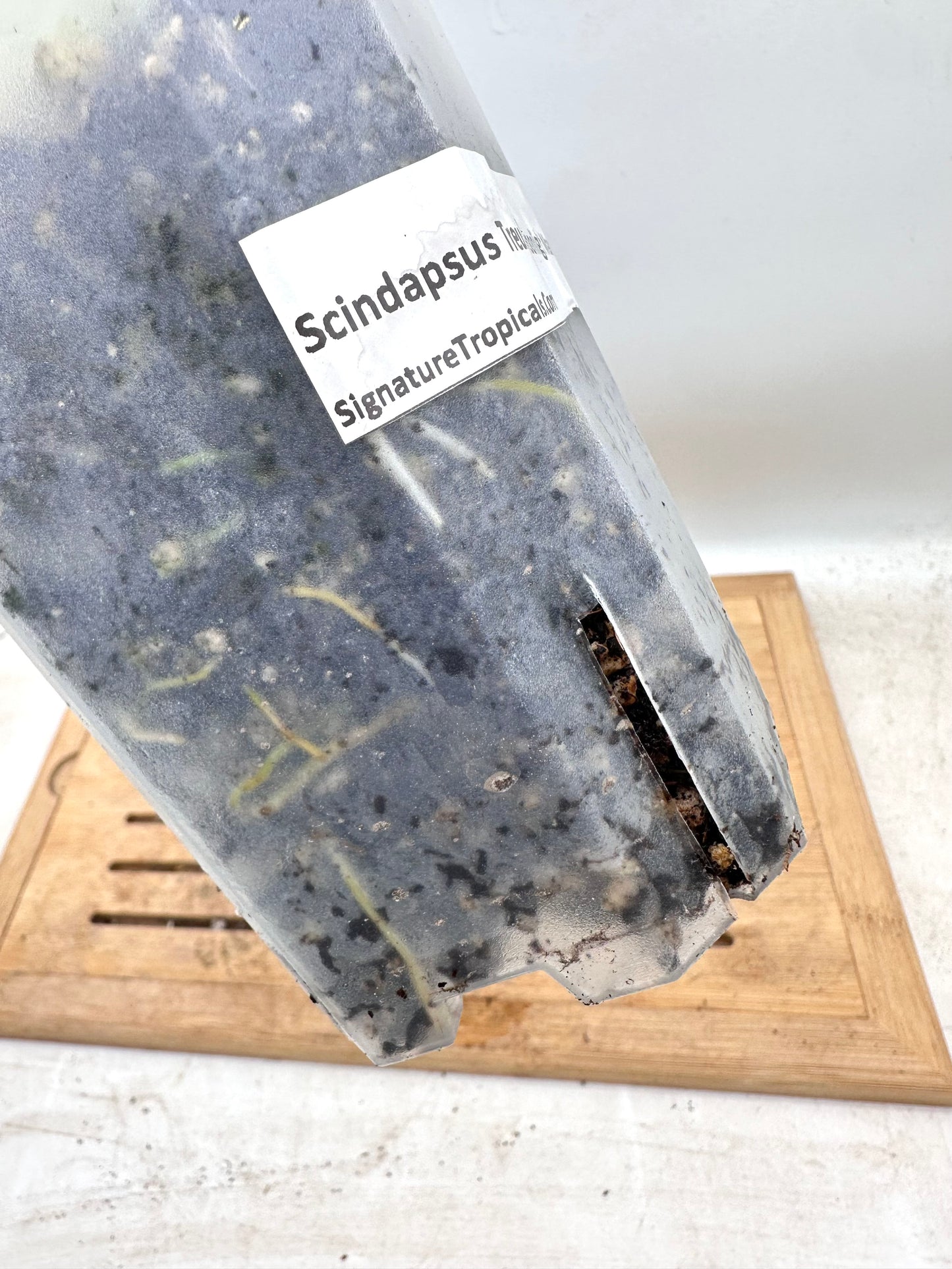 Scindapsus Treubii Marble White Variegated - Clearance Sale 💚