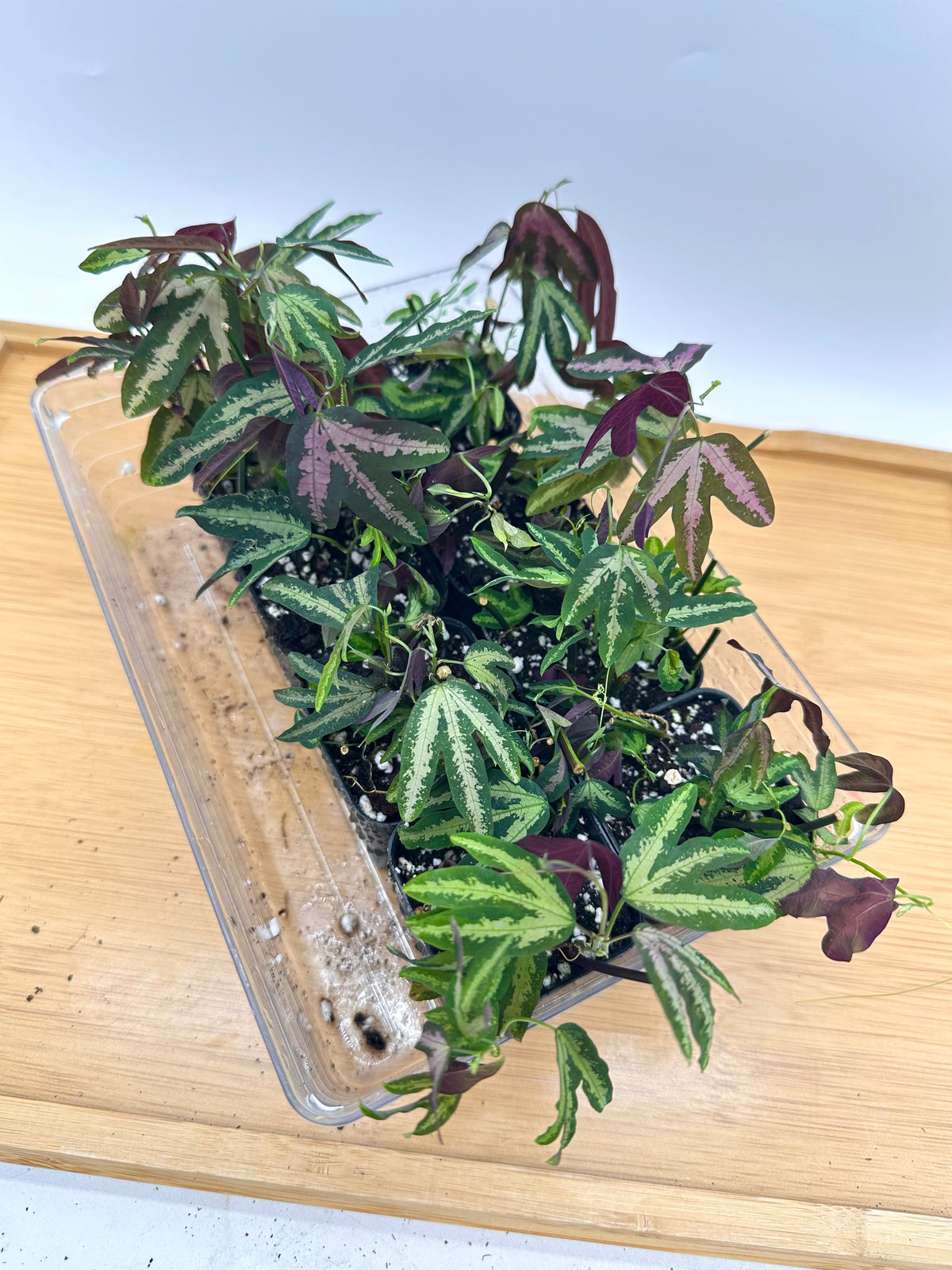 Passiflora Trifasciata Purple - Multiple plants in each pot