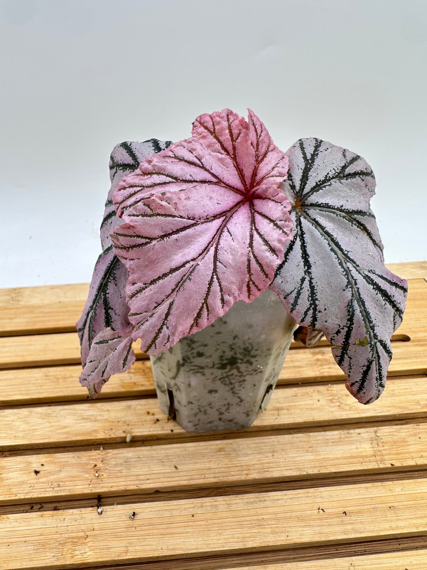 Begonia Lamoon