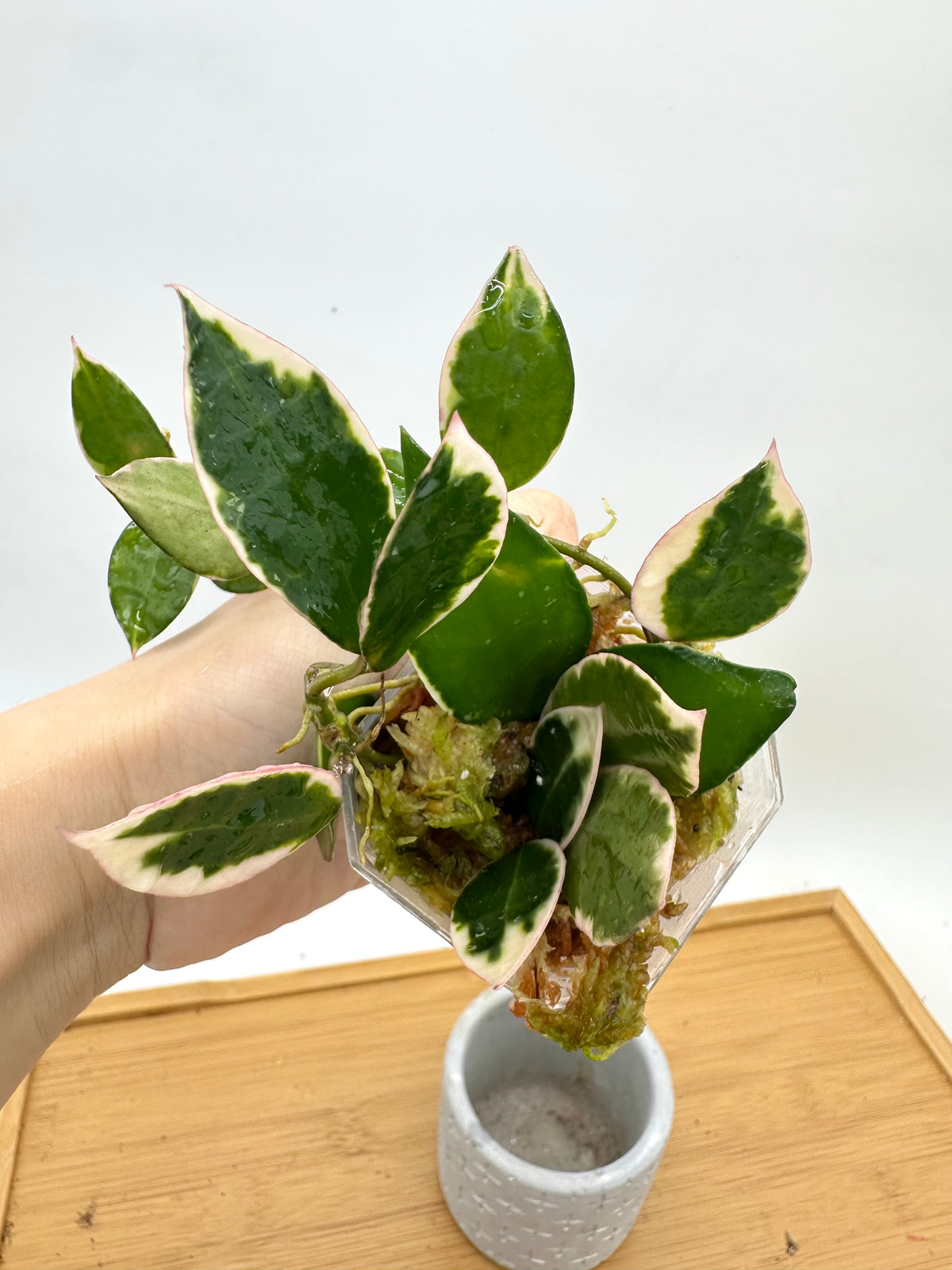 Hoya Lacunosa ‘Asami’ Variegated