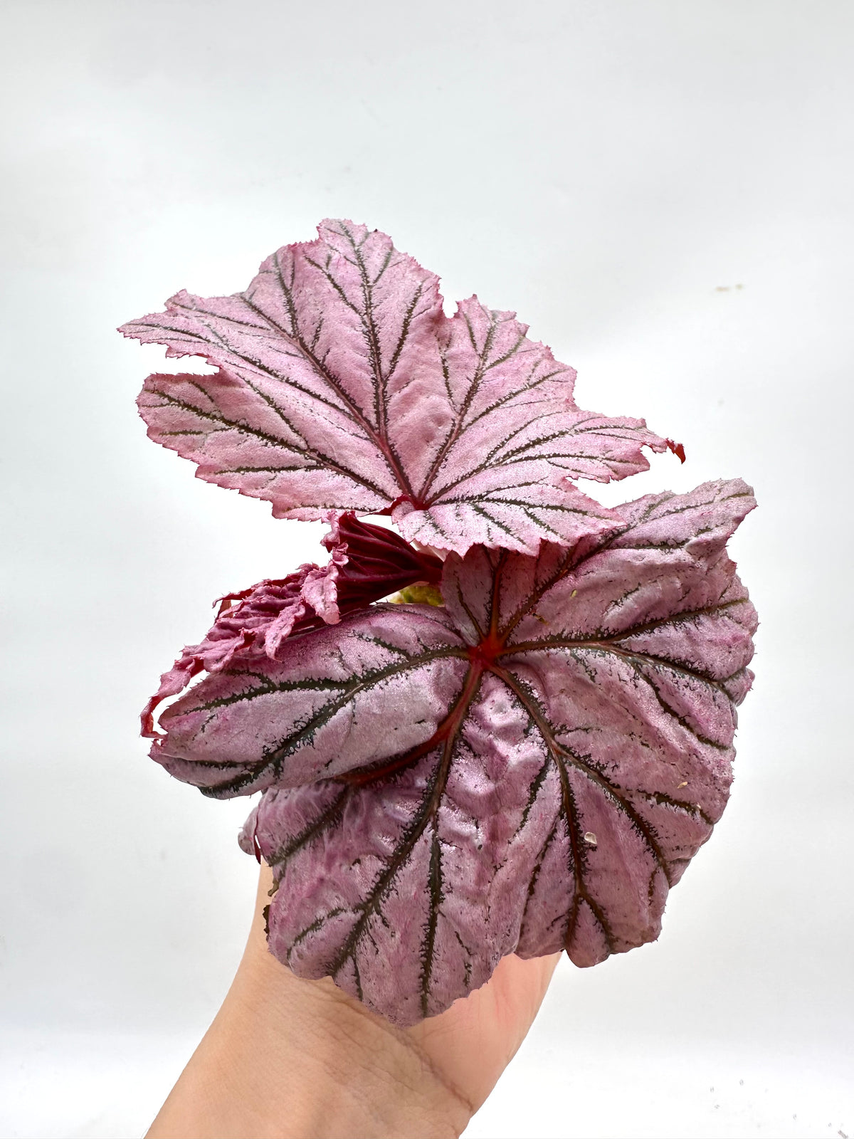 Begonia ‘Lamoon’