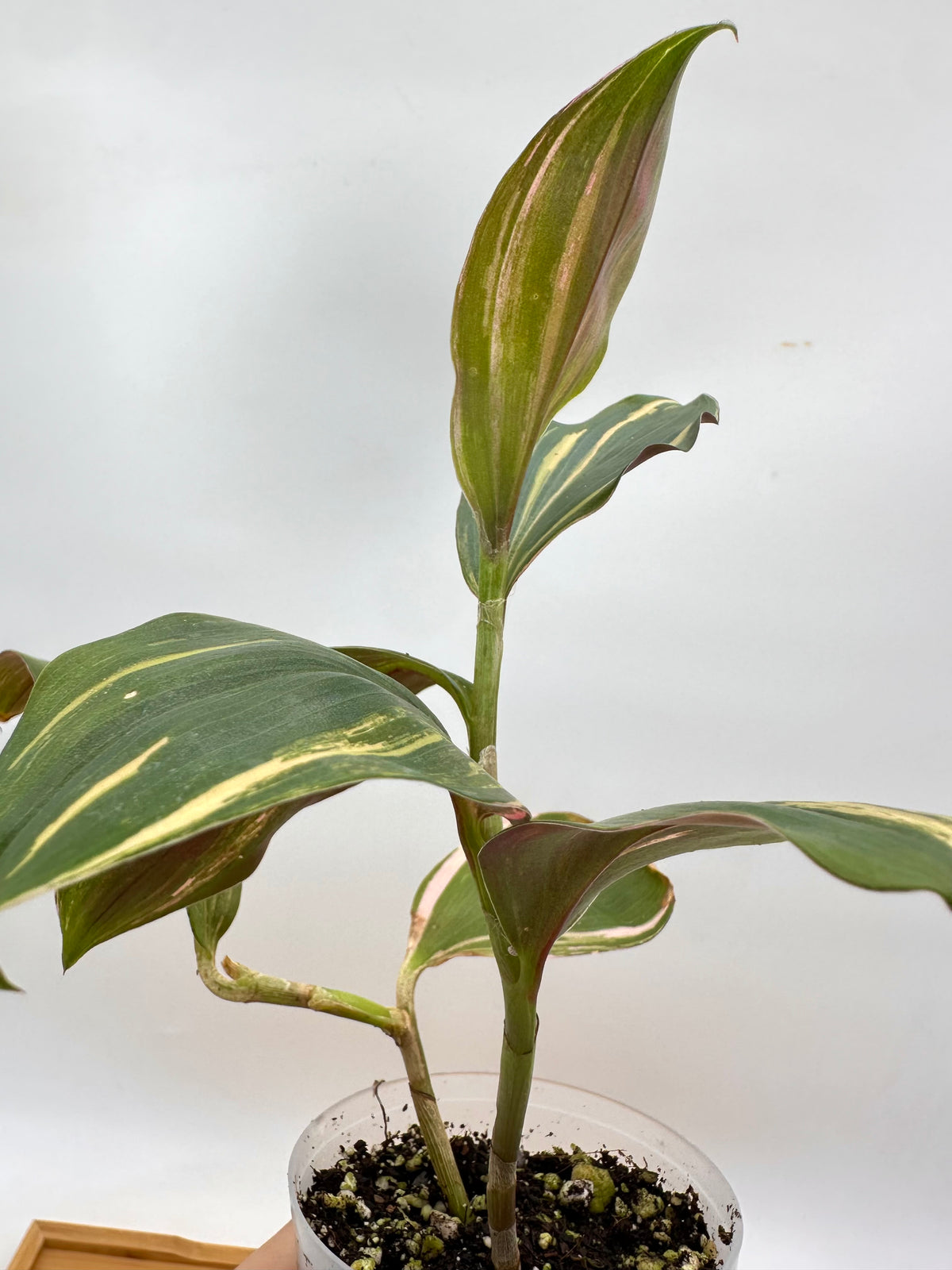 Spiral Ginger Pink Variegated