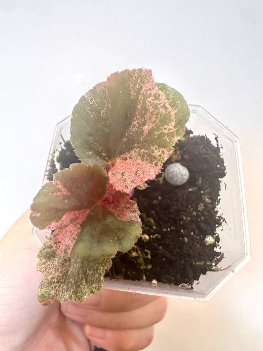 Begonia Cucullata Pink Variegation