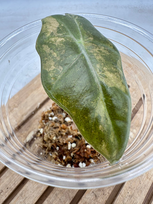 Alocasia Sanderiana Pink Variegated - Variegation fade to pink, grown from corm