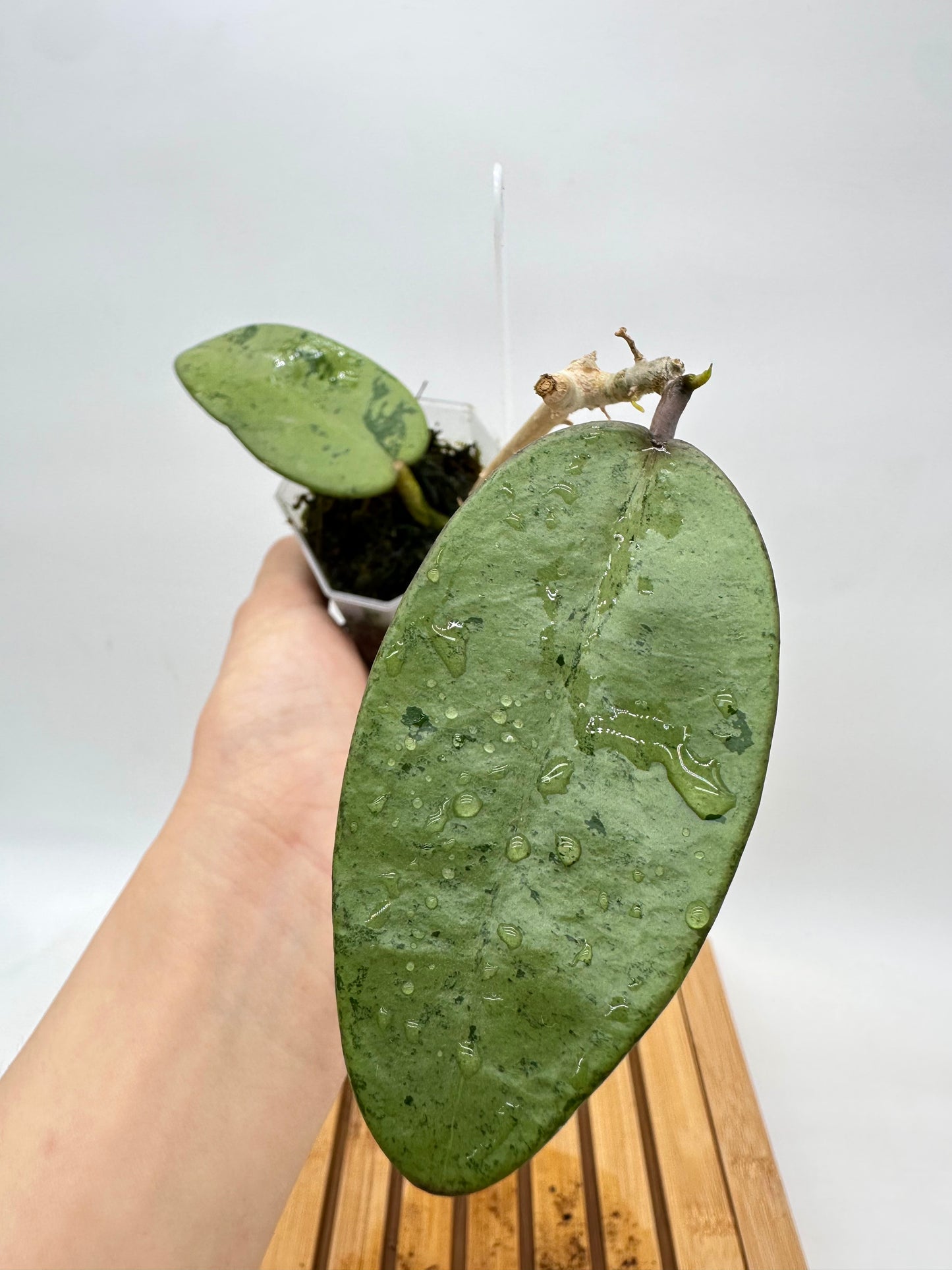 Hoya Silver Dollar 095