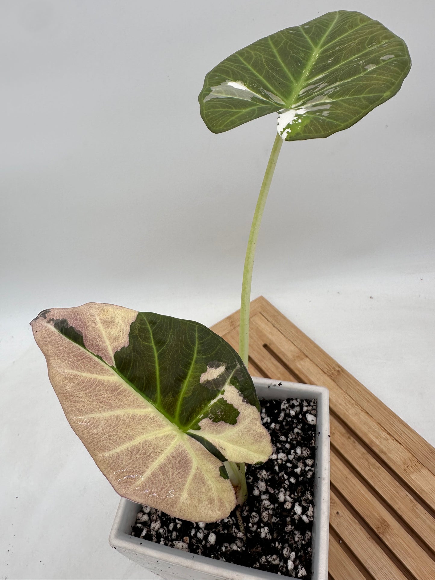 Alocasia Regal Shields Variegated CORM