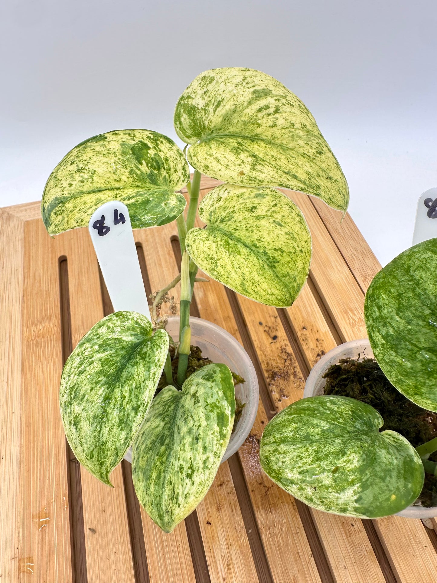 Scindapsus Halimoon Variegated 084 085